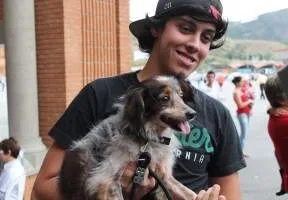 animais