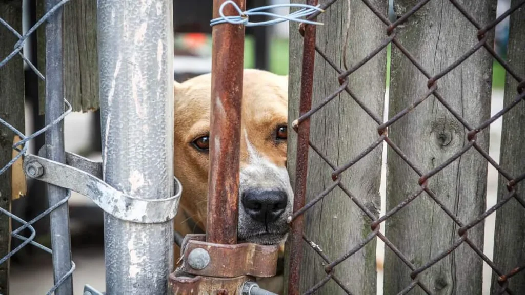 Imagem cachorro 11 do artigo Proteção animal: Especialista defende penas rígidas para maus-tratos
