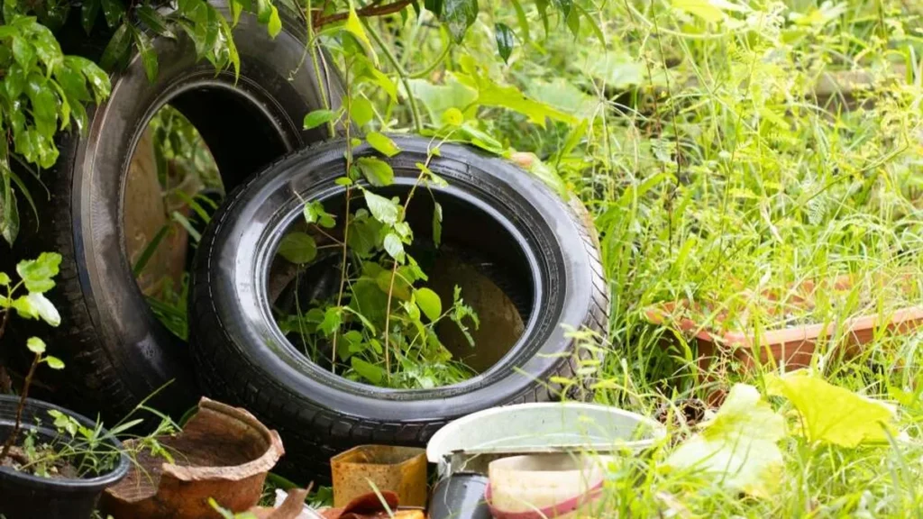 Imagem criadouro do mosquito da dengue do artigo Epidemia de dengue: de quem é a culpa?