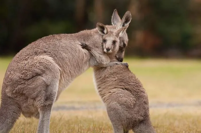 Canguru (Foto:Shutterstock)
