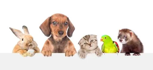 Shutterstock