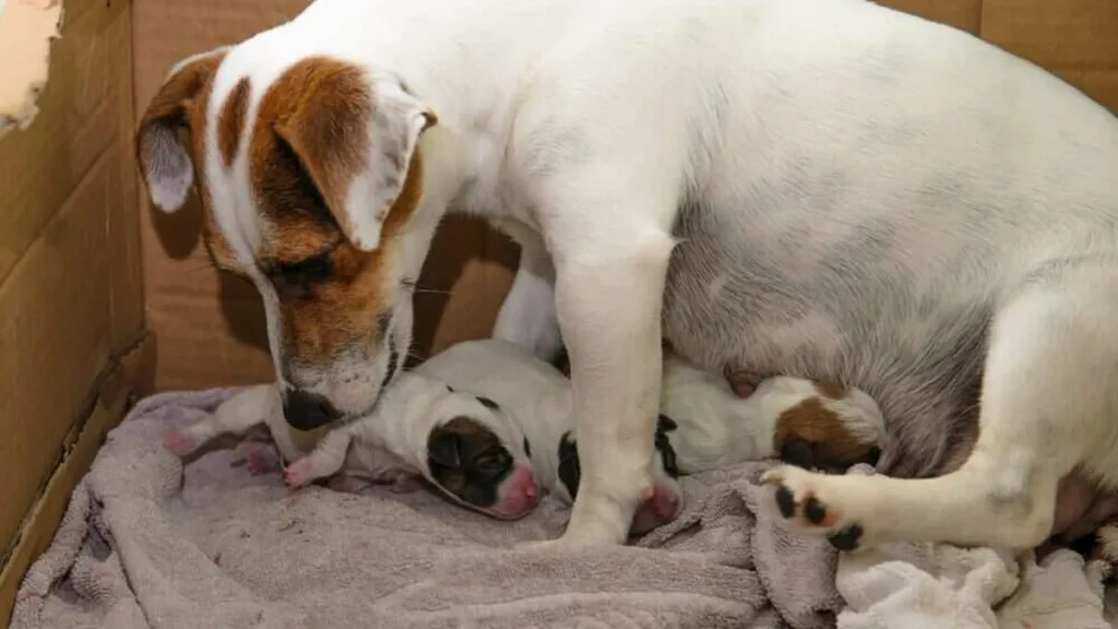 Imagem cachorra com filhotes do artigo Após meses de espera, Cruzeiro dá início ao serviço de castração de animais