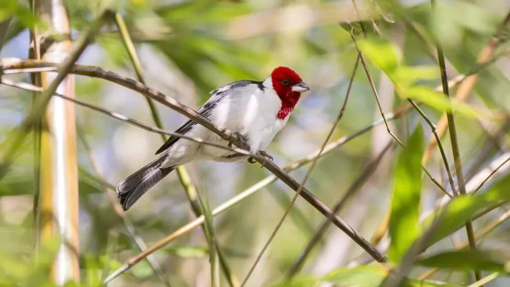 Imagem shutterstock do artigo Mata Atlântica: riqueza de flora e fauna brasileiras