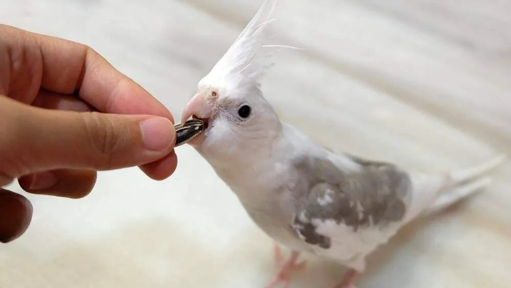 daphne.t/Shutterstock
