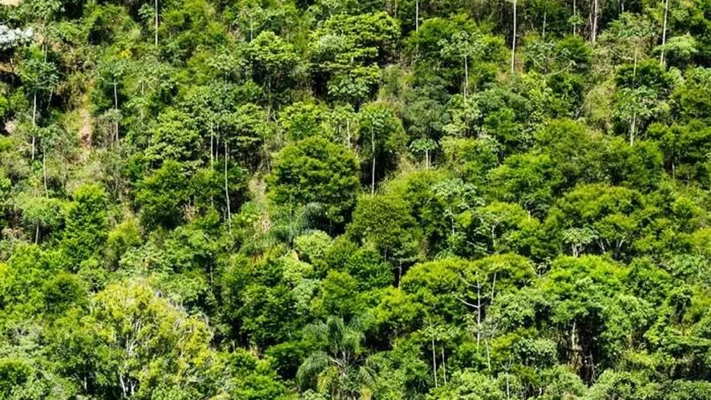 Imagem mata atlantica do artigo Árvores podem mudar a temperatura das cidades