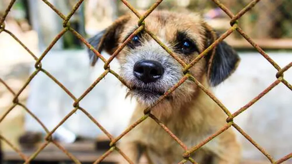 Imagem maus tratos animal do artigo Lei que aumenta pena para maus tratos a animais é sancionada