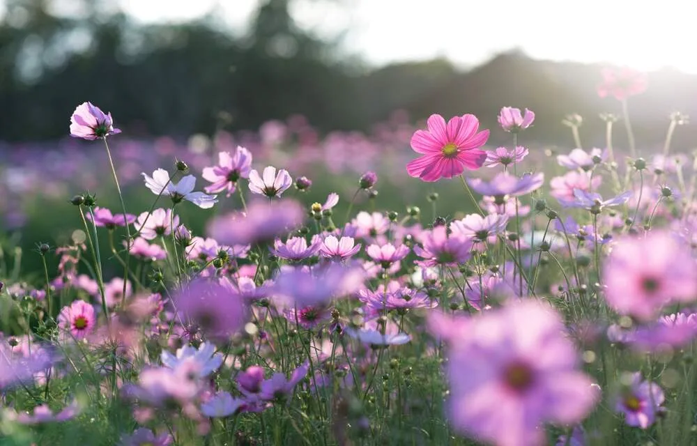Tonio_75/Shutterstock