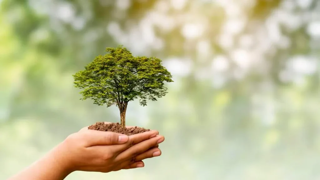 Imagem dia da arvore meio ambiente laudato si amazonia natureza do artigo Aventura sustentável: retomando a Laudato Si' para um mundo melhor