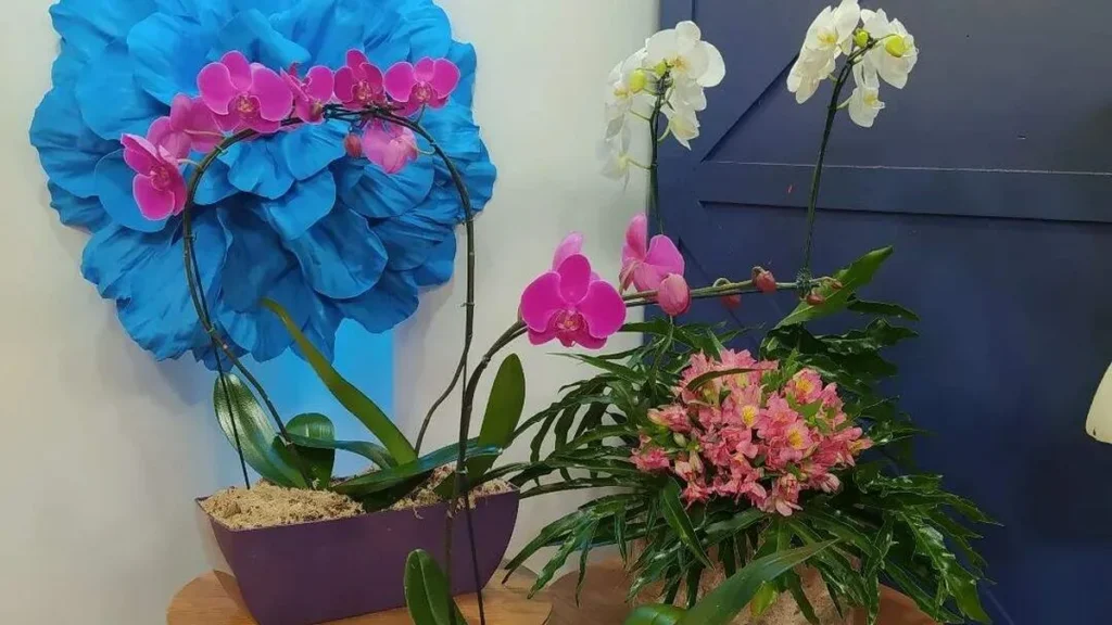 Imagem orquidea do artigo Cuidados com orquídeas no calor - Faça Você Mesmo