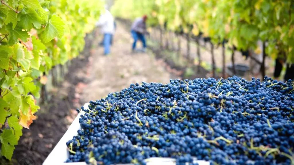 Imagem uvas sendo plantadas do artigo As parábolas de Jesus: Os vinhateiros invejosos