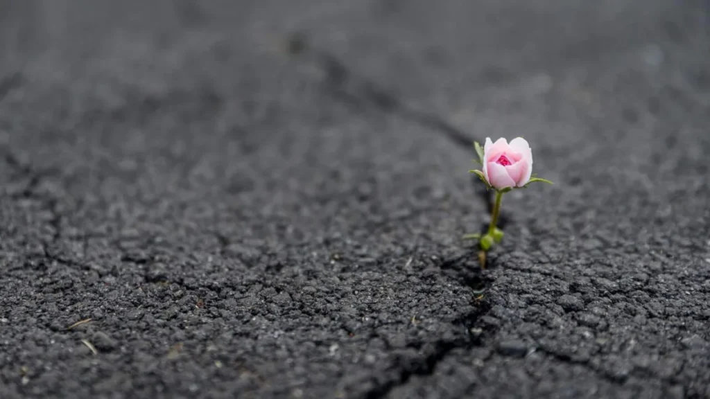 Imagem Flor no asfalto do artigo Resiliência: a palavra para 2024