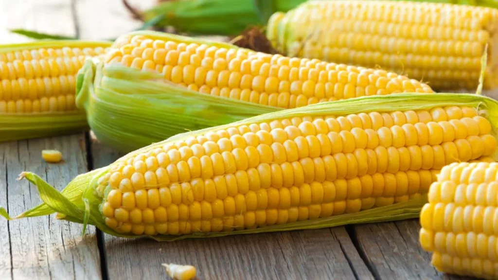 Imagem Milho verde do artigo 6 anos do Sabores do Brasil: o milho