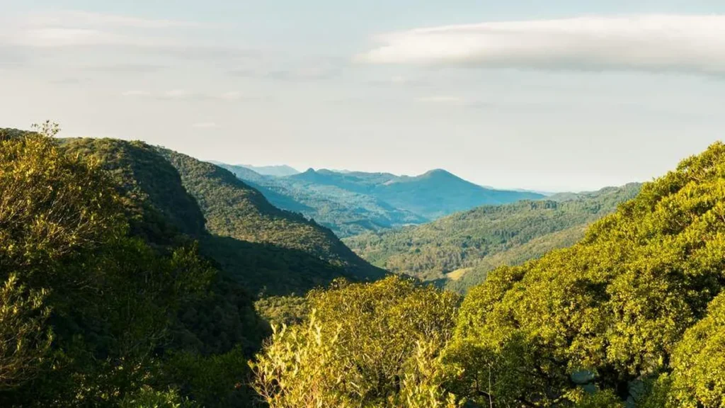 Imagem Floresta do artigo Dom Caccia discursa na ONU sobre a importância de cuidar da Casa Comum