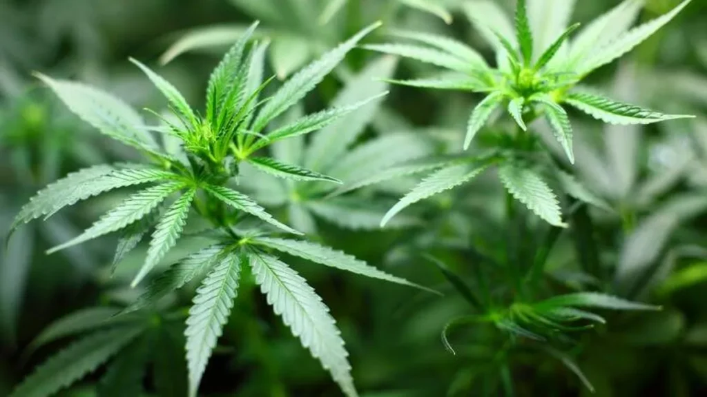 Imagem maconha 18 do artigo CELAM convoca Igreja na América Latina a combater o tráfico de drogas