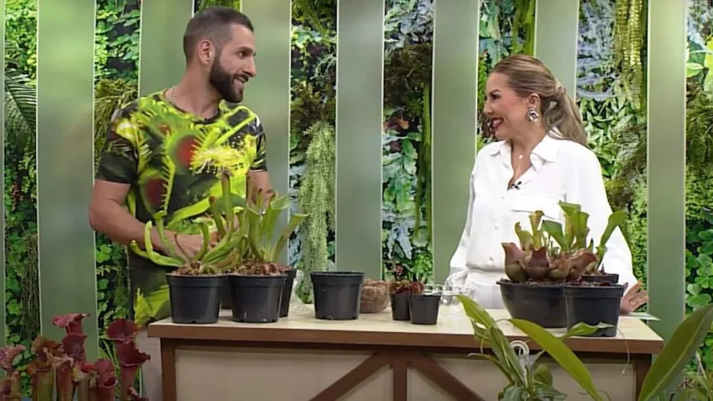 Imagem santa receita 05 05 24 1 do artigo Tudo sobre plantas: aprenda a replantar espécies carnívoras de uma vez por todas!