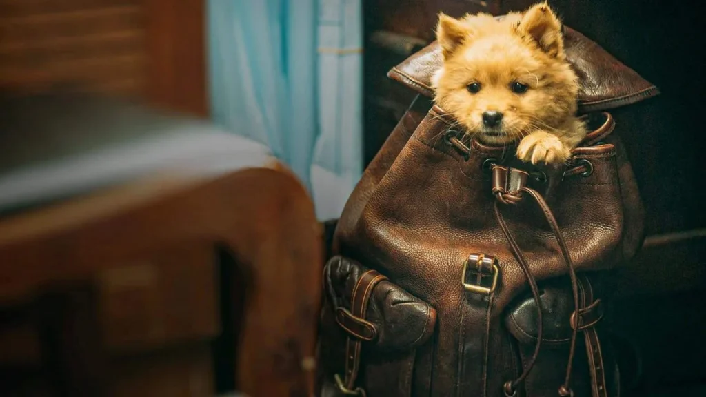 Imagem Hachiko Para Sempre do artigo Hachiko: inspirado em uma história real e emocionante