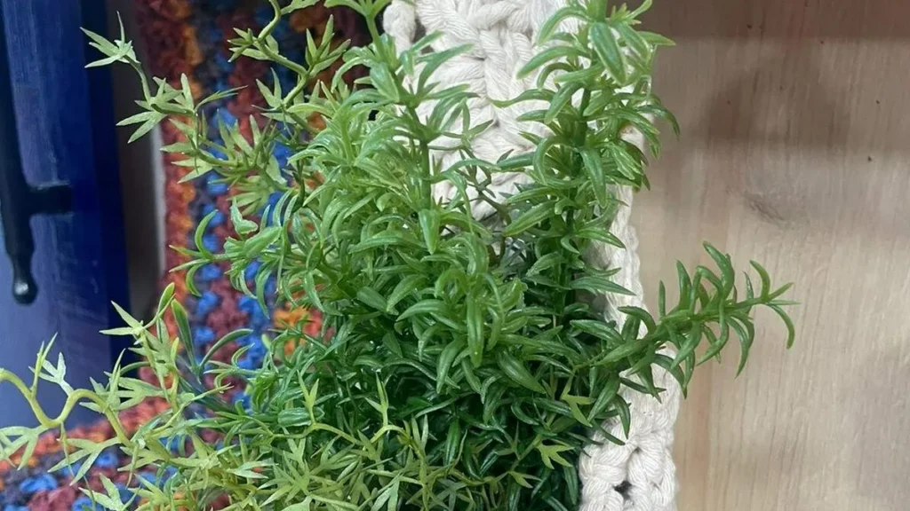 Imagem suporte para vasinho de planta em croche faca voce mesmo do artigo Suporte para vasinho de planta em crochê - Faça Você Mesmo