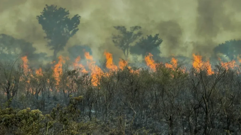 Imagem Queimada na Amazonia do artigo Dom Leonardo Steiner alerta sobre o dever de cuidarmos da Casa Comum