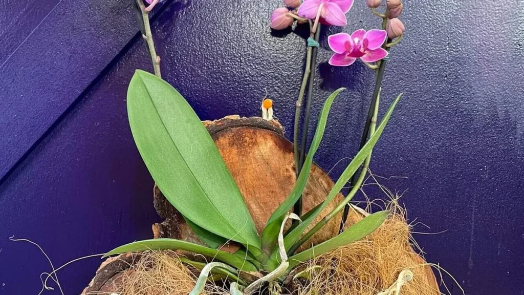 Imagem quadro de orquideas faca voce mesmo do artigo Quadro de orquídeas - Faça Você Mesmo