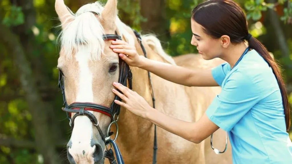 Imagem veterinaria cuidando do cavalo do artigo Receptivo Equestre: cuidados pós-cavalgada e recuperação do animal