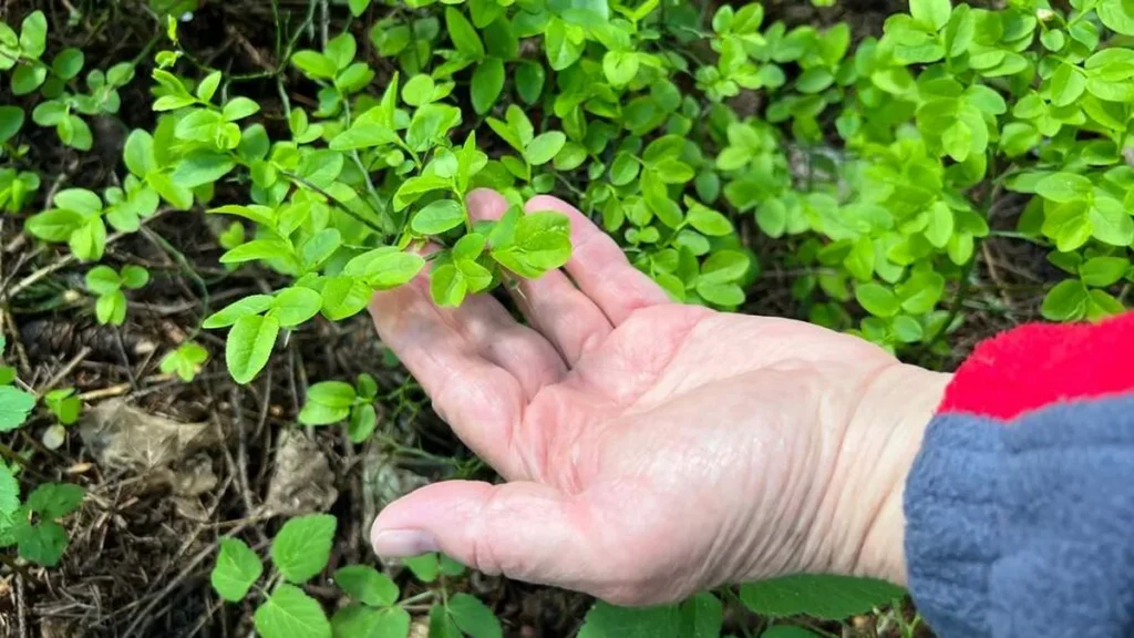 Imagem Meio ambiente ecologia laudato si ecologia integral do artigo "Psicoecoafetividade": Por uma Ecologia integral