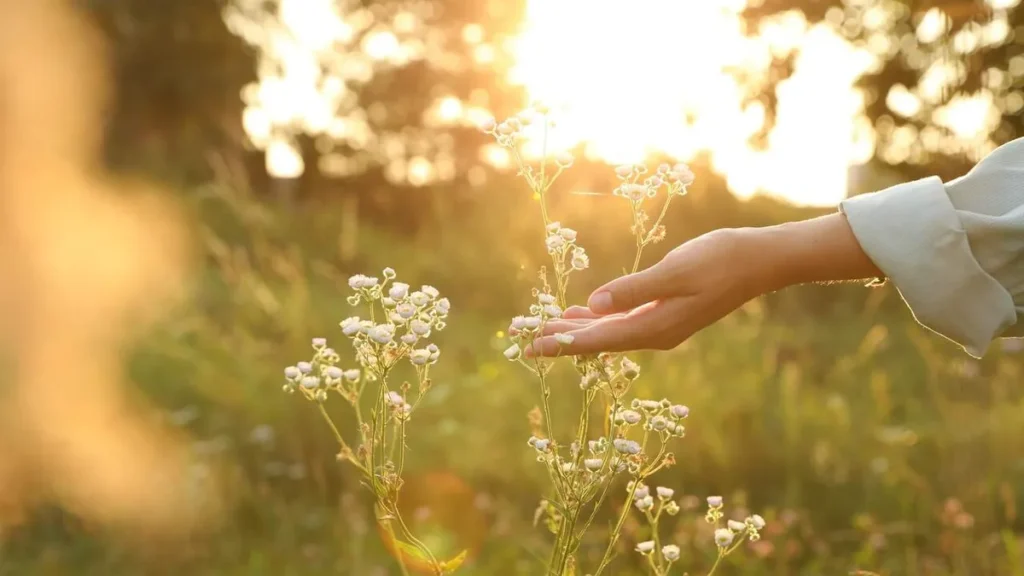 Imagem maos natureza verde sol do artigo Como podemos cultivar a paz verdadeira no cotidiano?