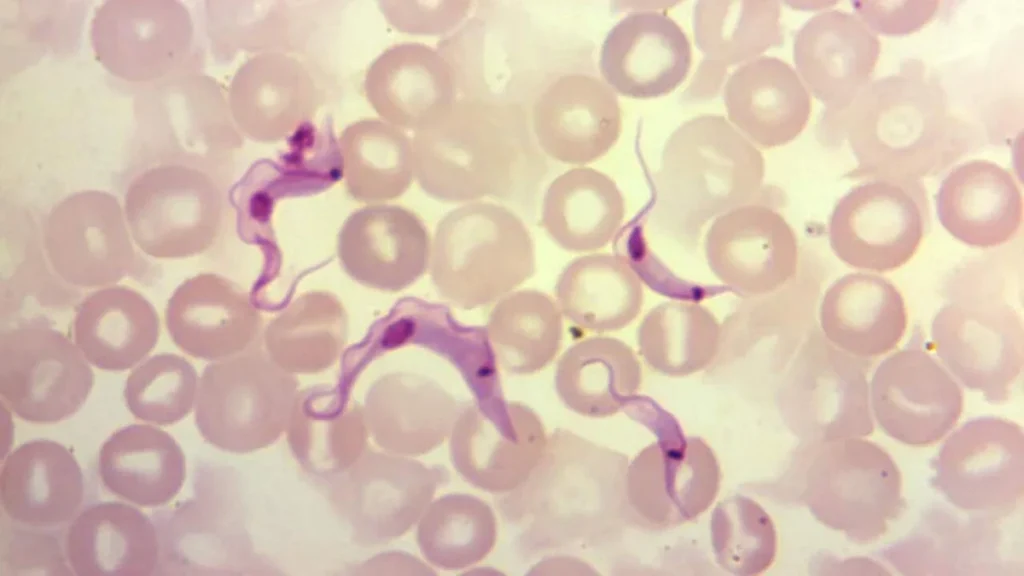 Imagem Parasita doenca de Chagas do artigo Belém registra quatro mortes por doença de Chagas em 2026